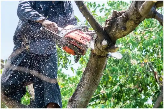 tree services Fort Clark Springs